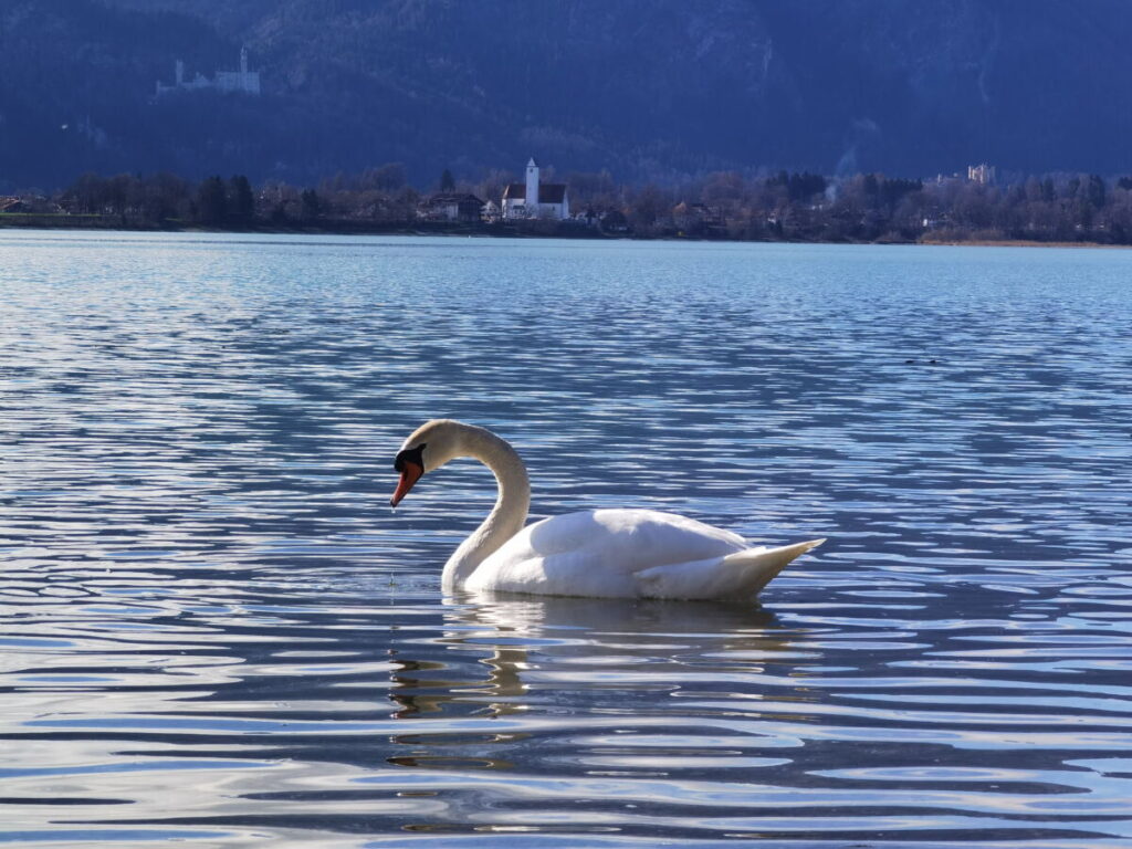 Neuschwanstein Aussichtspunkt am Forggensee - links im Bild das Märchenschloss